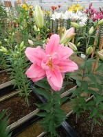 [5636 VH66 No01.JPG]